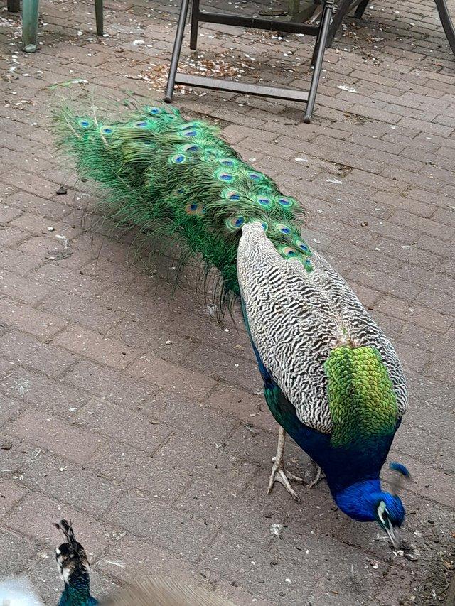 Preview of the first image of Adult Indian blue Peacock.