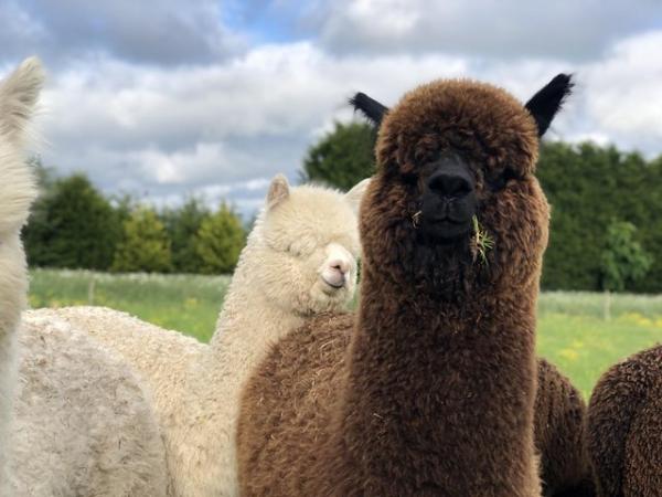 Image 3 of Alpacas for sale PET BOYS (also breeding stock available)