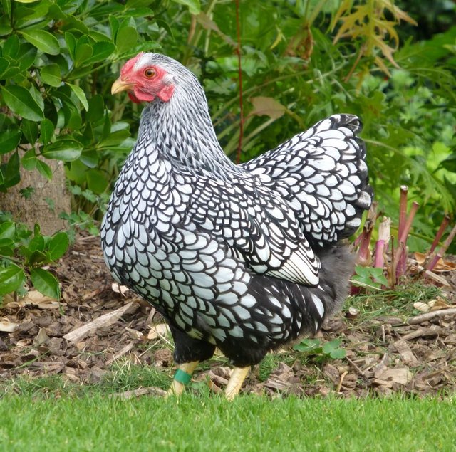 Preview of the first image of Hatching Eggs - Silver Laced Wyandotte Bantams - Show Stock.
