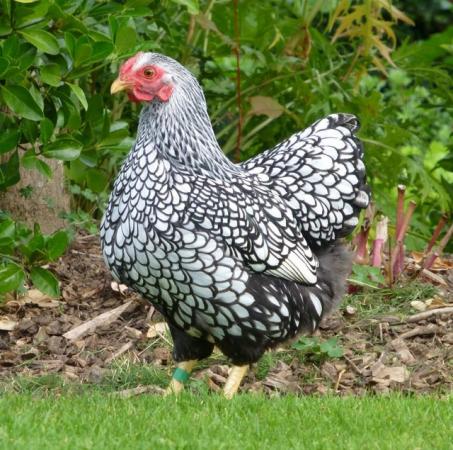 Image 1 of Hatching Eggs - Silver Laced Wyandotte Bantams - Show Stock