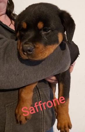 Image 12 of Rottweilerpuppies for sale mixed litter.