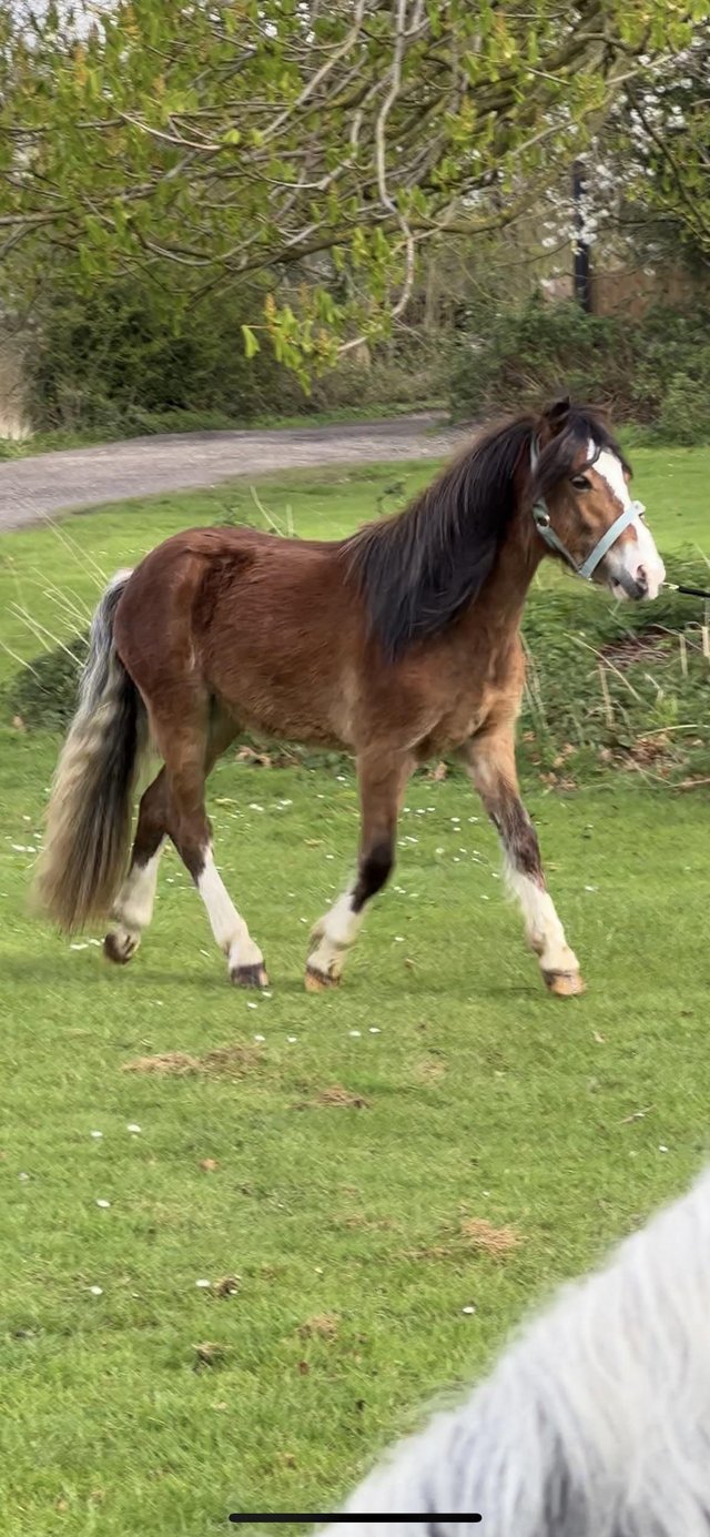 Preview of the first image of 12hh Welsh A Gelding Project.