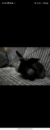 Image 3 of Male Black and grey lion head rabbit 6 months old with hutch