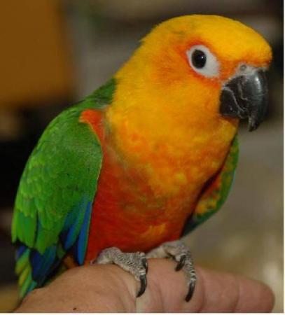 Image 8 of Stocked Bird List at Warrington Pets & Exotics