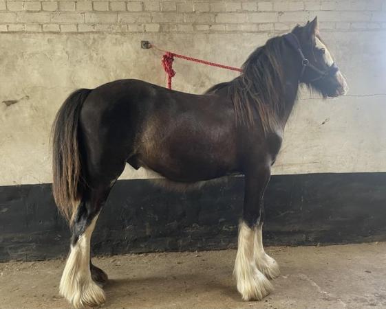 Image 1 of 2 year old traditional cob to make approx 13.2hh