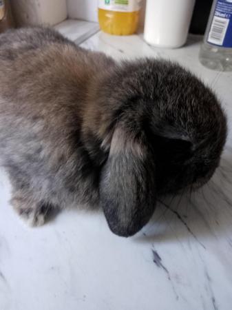 Image 7 of Stunning mini lop babies LAST GIRL AVAILABLE