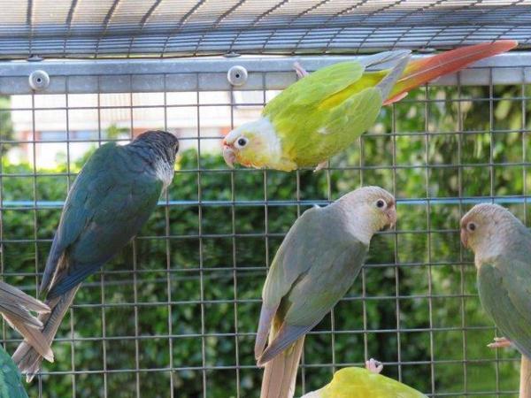 Image 2 of Mutation Greencheek Conures for sale.