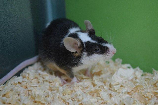 Image 1 of Fancy Mice for Sale at Animaltastic