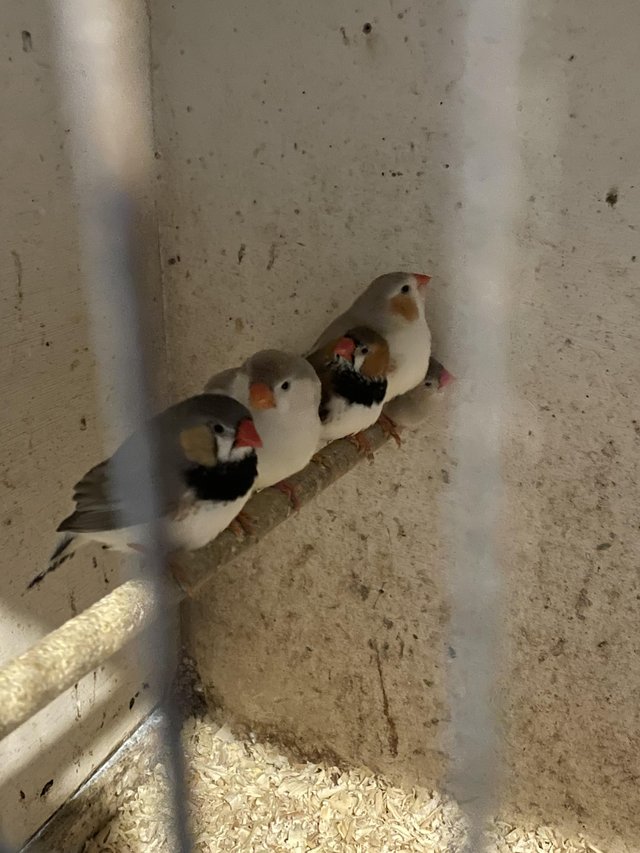 Preview of the first image of *********Zebra finches *********.