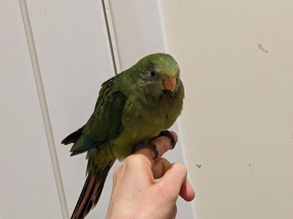 Image 4 of Hand reared talking Australian Superb parrot