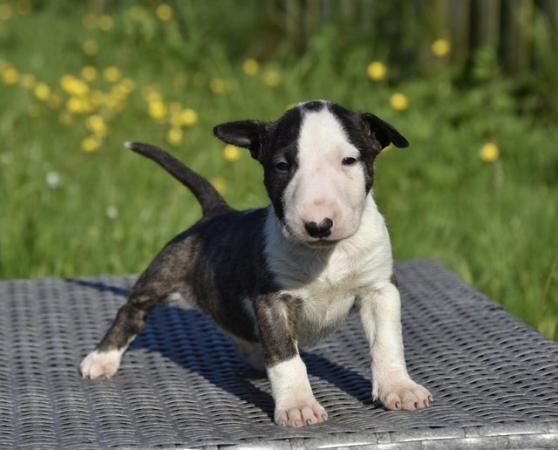 Image 1 of Top class english bull terrier puppies
