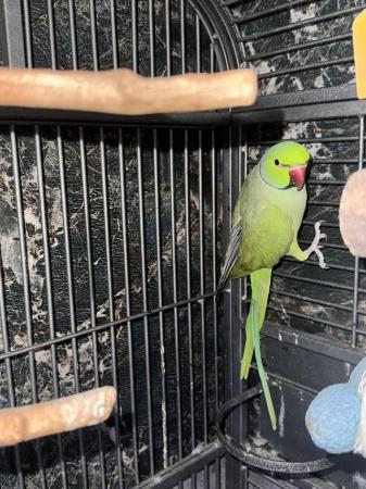 Image 5 of Male ring neck parakeet, with cage