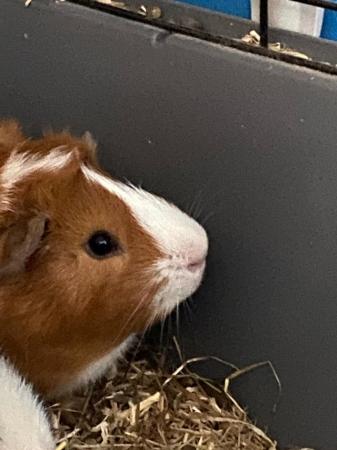 Image 1 of 4 months old guinea pigs for sale