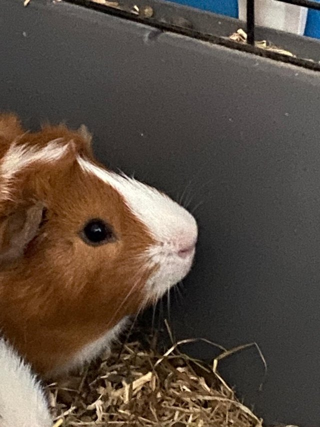 Preview of the first image of 4 months old guinea pigs for sale.