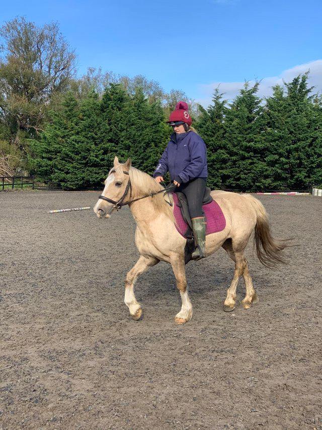 Preview of the first image of Palomino mare for loan.