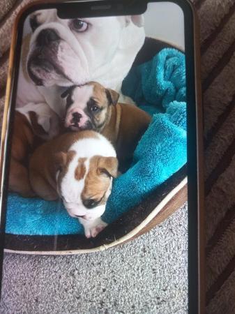 Image 2 of British bulldog puppies for sale