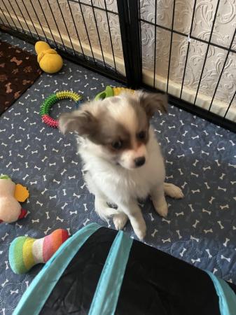 Image 10 of Beautiful Pomchi puppies for sale