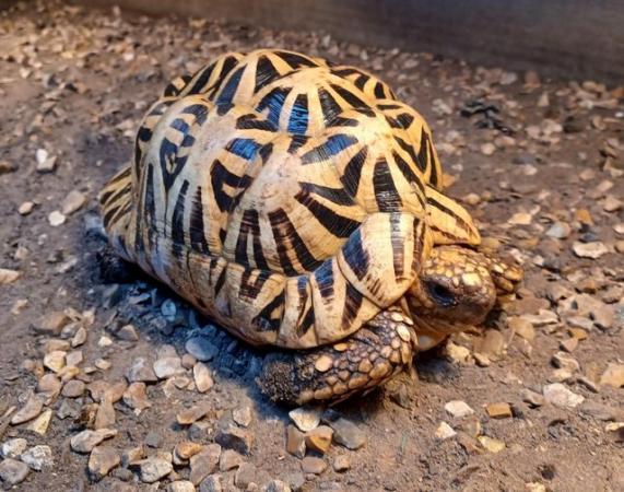 Image 6 of INDIAN STAR TORTOISE MALE cb 2012 in the UK