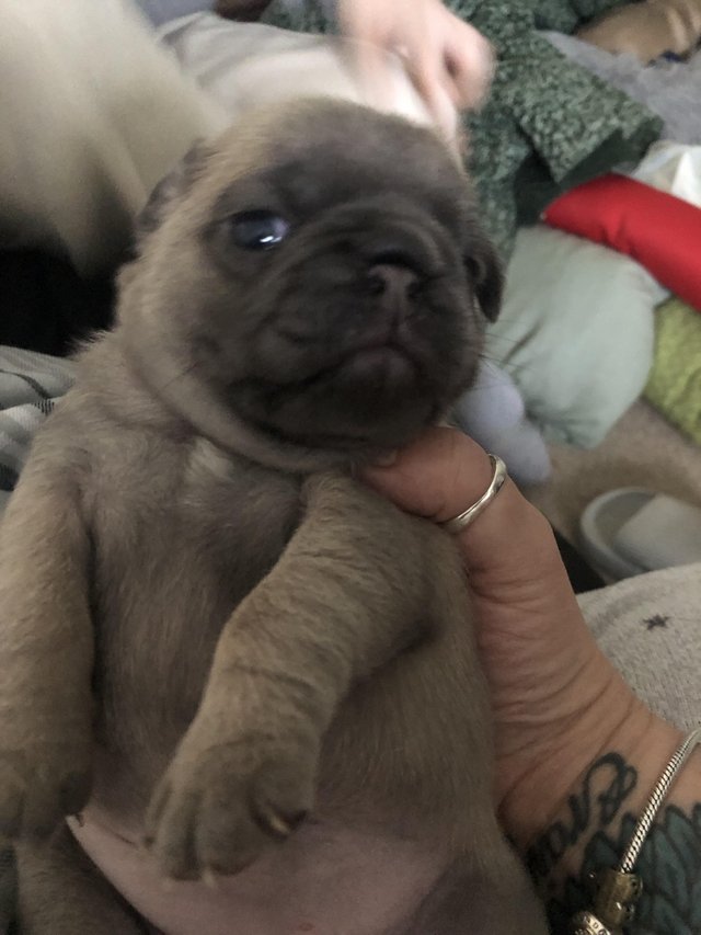 Preview of the first image of 2 beautiful pug puppies.