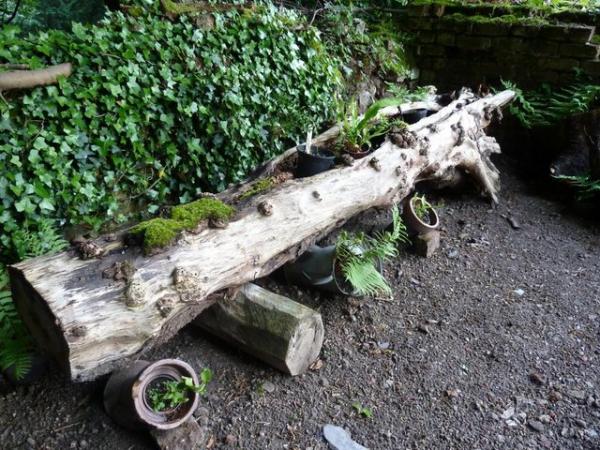 Image 1 of Shade garden tree stumps and logs.