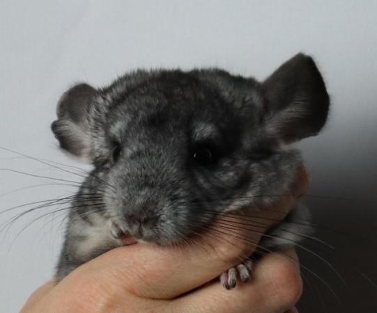 Image 5 of Baby Girl Chinchilla , 3 Months old for sale