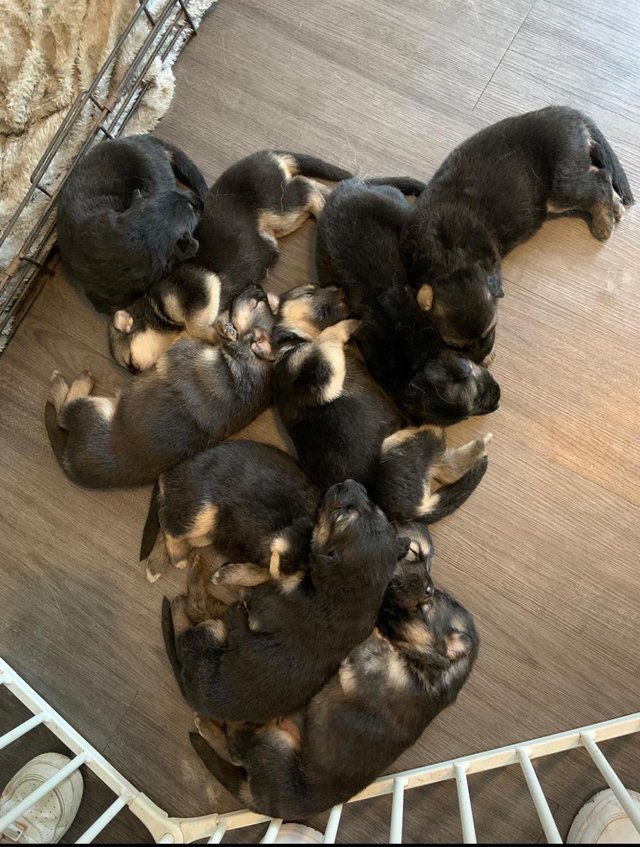 Preview of the first image of German Shepherd Puppies9.