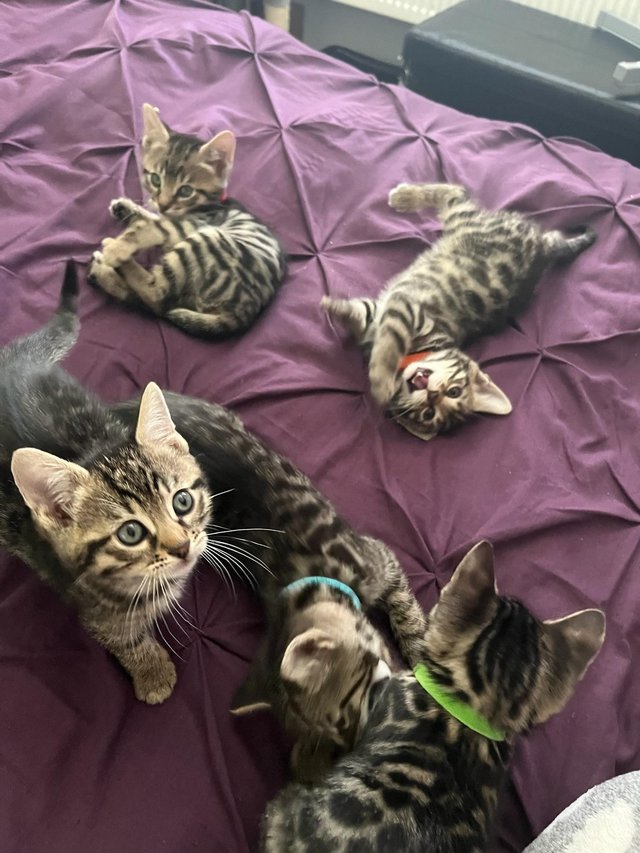 Preview of the first image of Beautiful Bengal x Russian blue. One boy left, green collar.