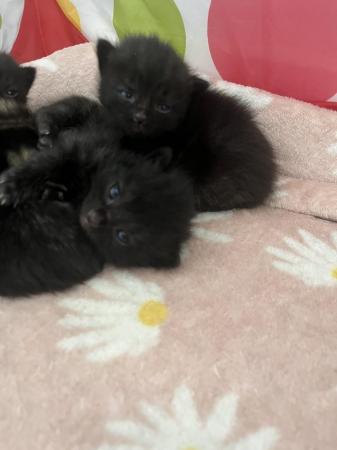 Image 4 of Beautiful Kittens for sale