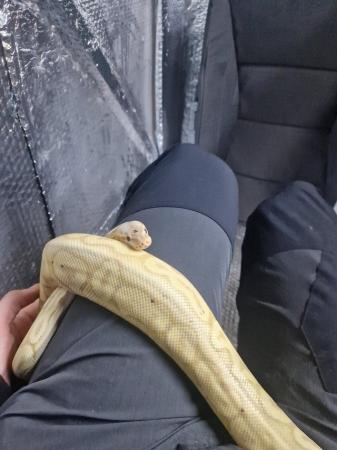 Image 2 of Banana pewter royal python