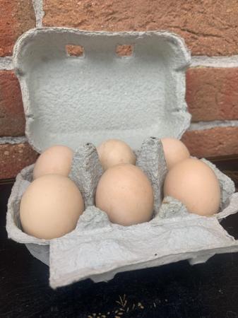 Image 1 of Hatching eggs. Buff Orpington, large fowl