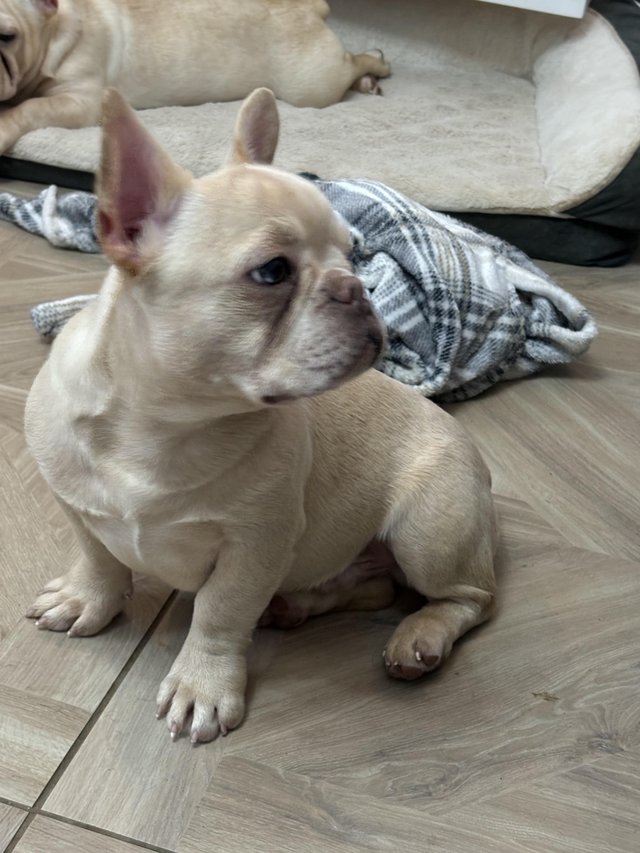 Preview of the first image of 7 month old French bulldog.