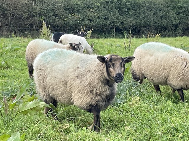 Preview of the first image of Shetland Ewes or shearlings.