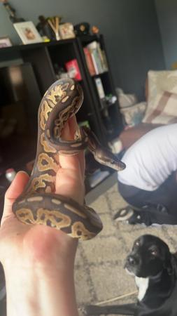 Image 4 of Royal Python female, 1 year old, plus Vivarium set up