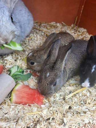 Image 6 of 9 baby bunnies ready for new homes