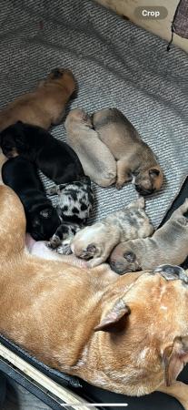 Image 4 of Beautiful French bulldog puppies ready to leave