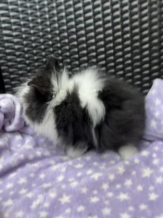 Image 7 of 3 beautiful fluffy double Maine lionheads