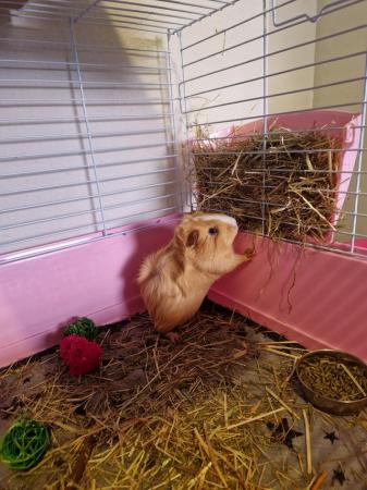 Image 2 of Male Guinea pig for sale