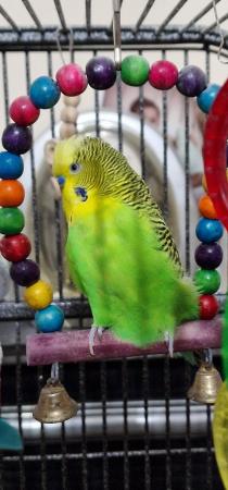 Image 11 of Handreared budgie budgie for sale