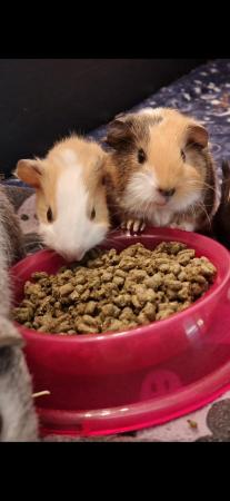 Image 1 of 3 male guinea pigs ready to leave Saturday