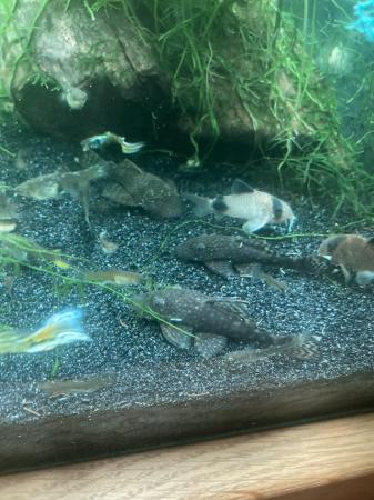 Image 1 of Large common Bristlenose,snails & plants PRICE IN AD