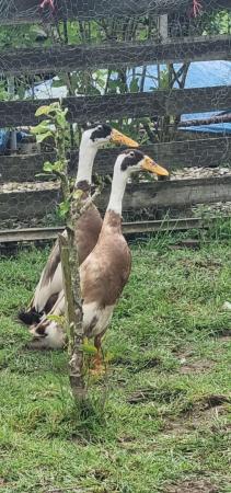 Image 1 of Beautiful Indian Runner Ducks for Sale Drakes only