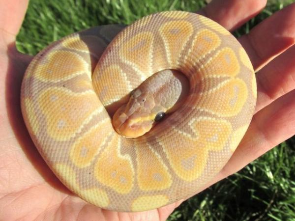 Image 3 of ON HOLD Banana ball python female