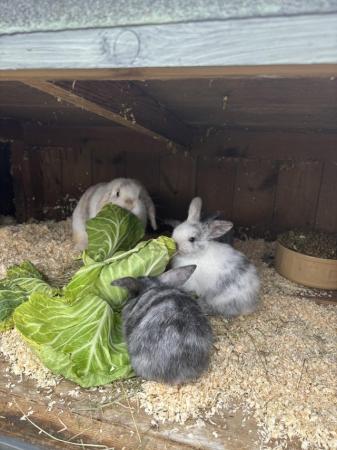 Image 17 of READY NOW Pure Mini Lop Babies,