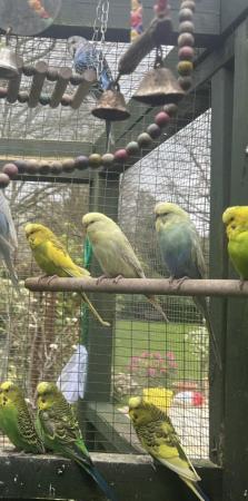 Image 3 of Adorable budgies for sale