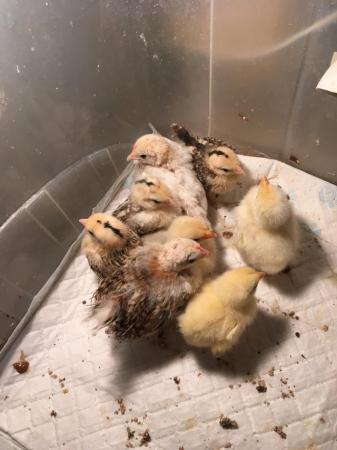 Image 1 of Day old to 3 week old chicks