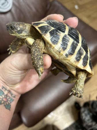 Image 4 of 3 year old Herman tortoise