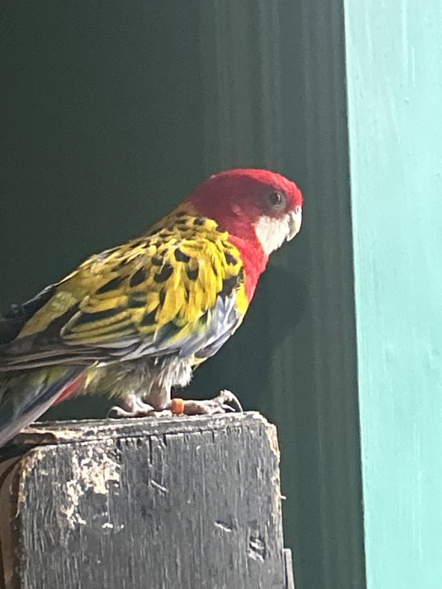 Preview of the first image of Beautiful Male golden mantel rosella 2022.