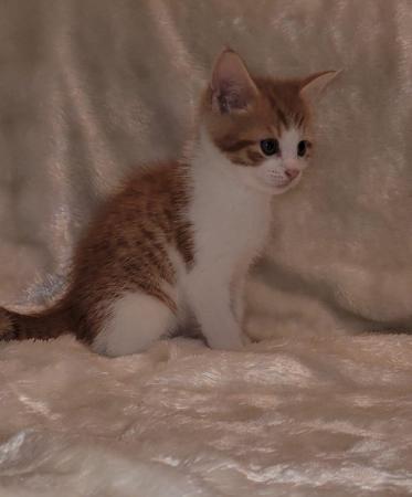 Image 3 of Gorgeous kittens for sale . Ready