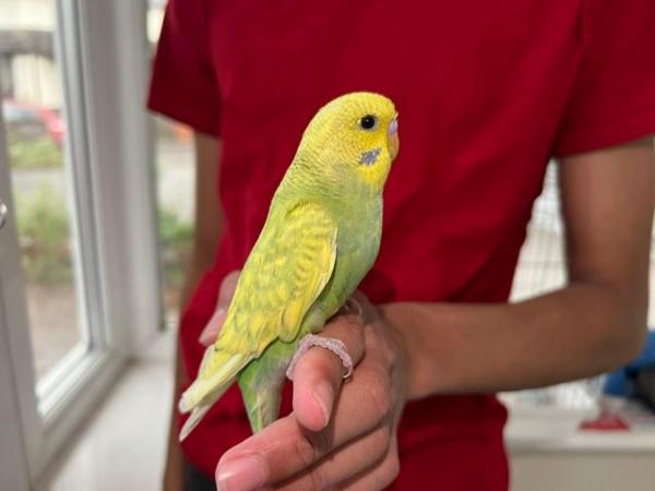 Image 3 of Super hand Tamed Baby Budgies for sale