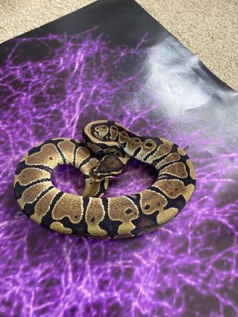 Image 5 of Various morphs ofbaby royal pythons available